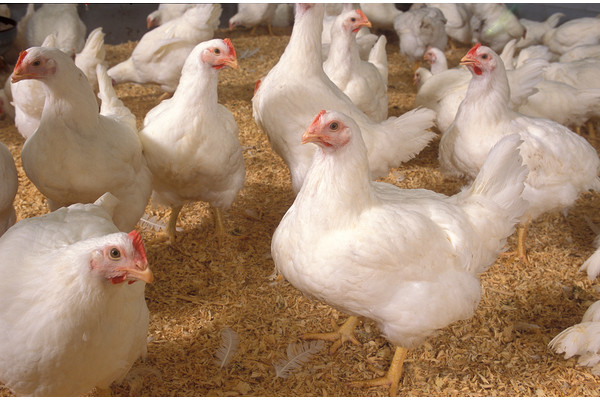 Government-committed-to-resolving-poultry-industry-issues
