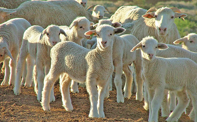 sheep-and-lamb-1